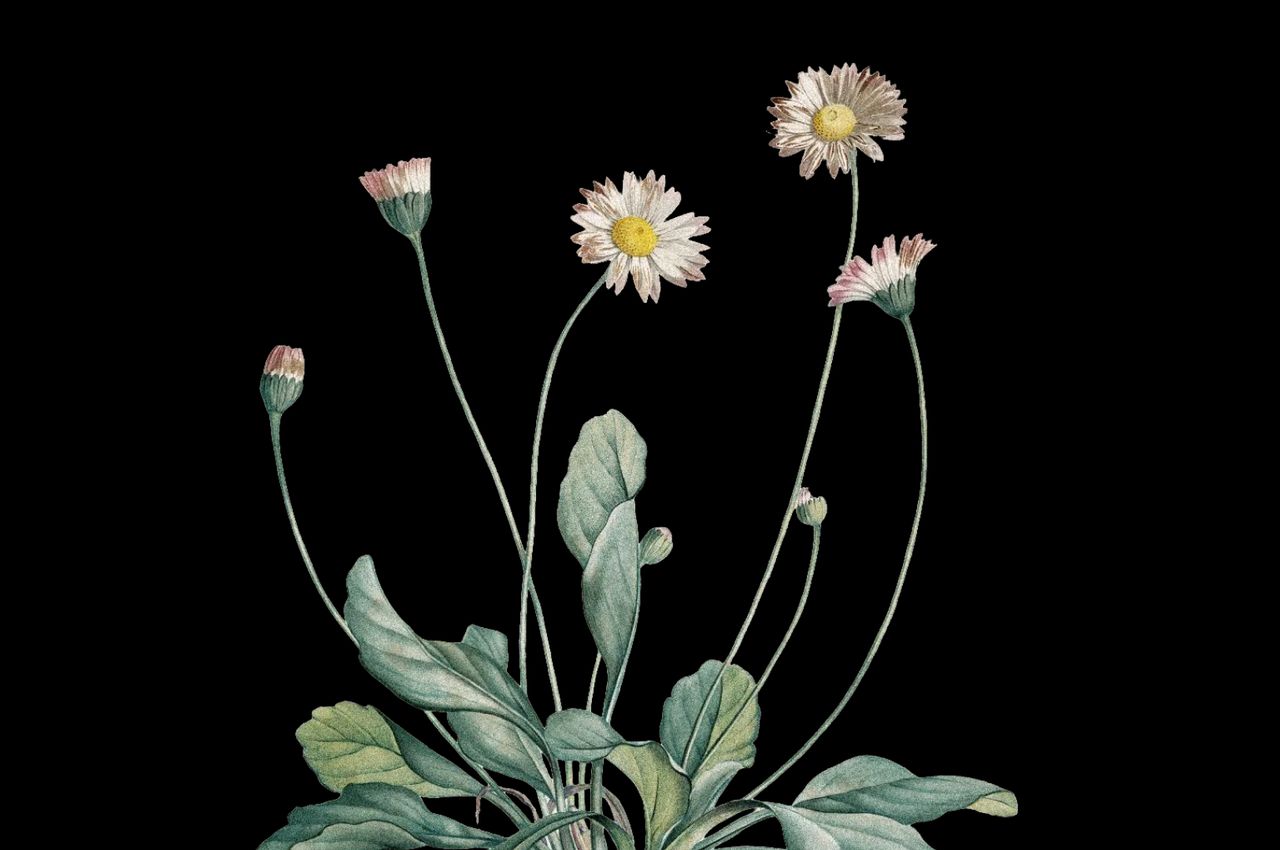 Pierre-Joseph Redouté, La Botanique de J.J. Rousseau, 1805