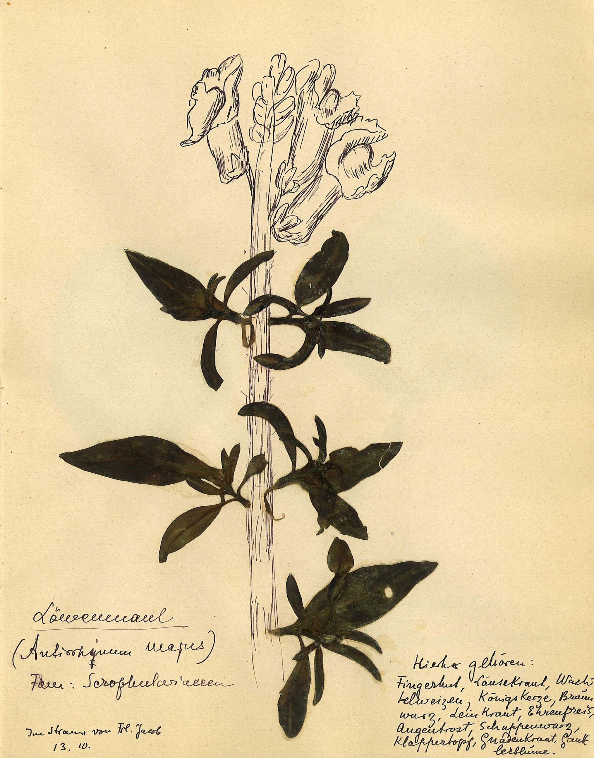 Rosa Luxemburg: Herbarium