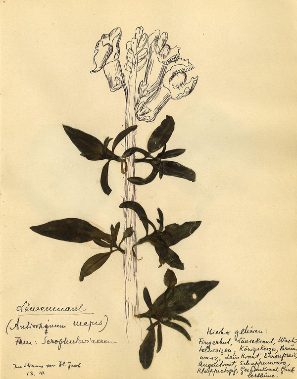 Rosa Luxemburg: Herbarium