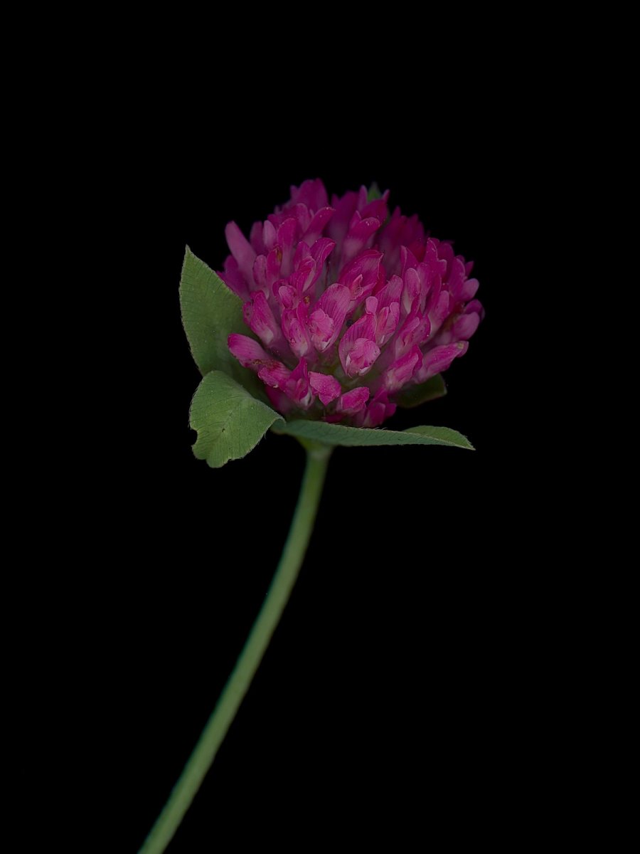 Detail, Thalkirchen, Germany, 09/2025