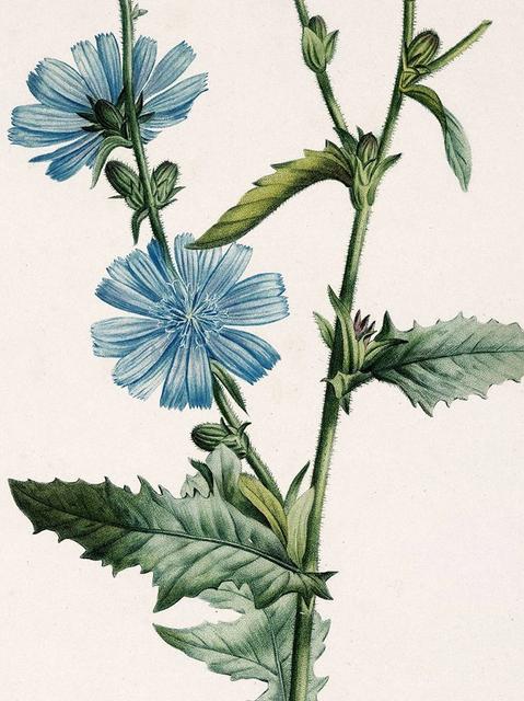 Pierre-Joseph Redouté, La Botanique de J. J. Roussseau, 1805