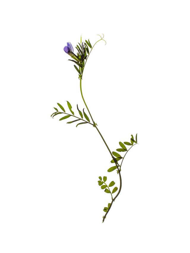 Specimen collected in Thalkirchen, Germany, May 2024