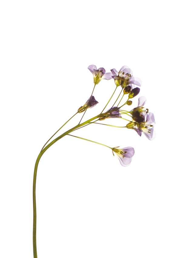 Pliezhausen, Germany, 05/2020