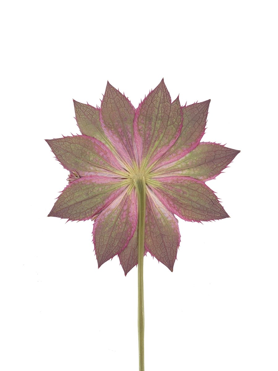 Ushguli, Georgia, 08/2019