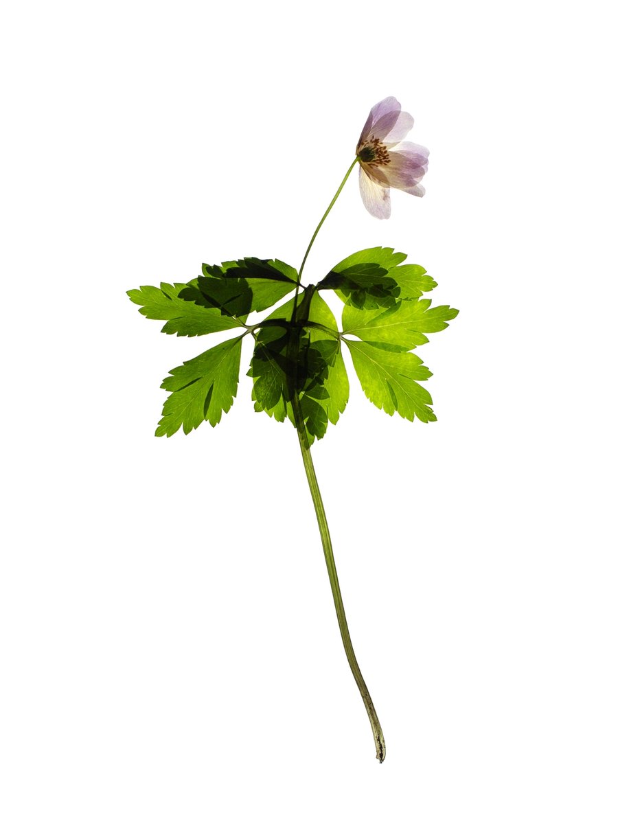 Pliezhausen, Germany, 03/2020