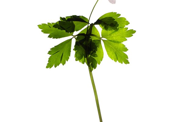 Pliezhausen, Germany, 03/2020