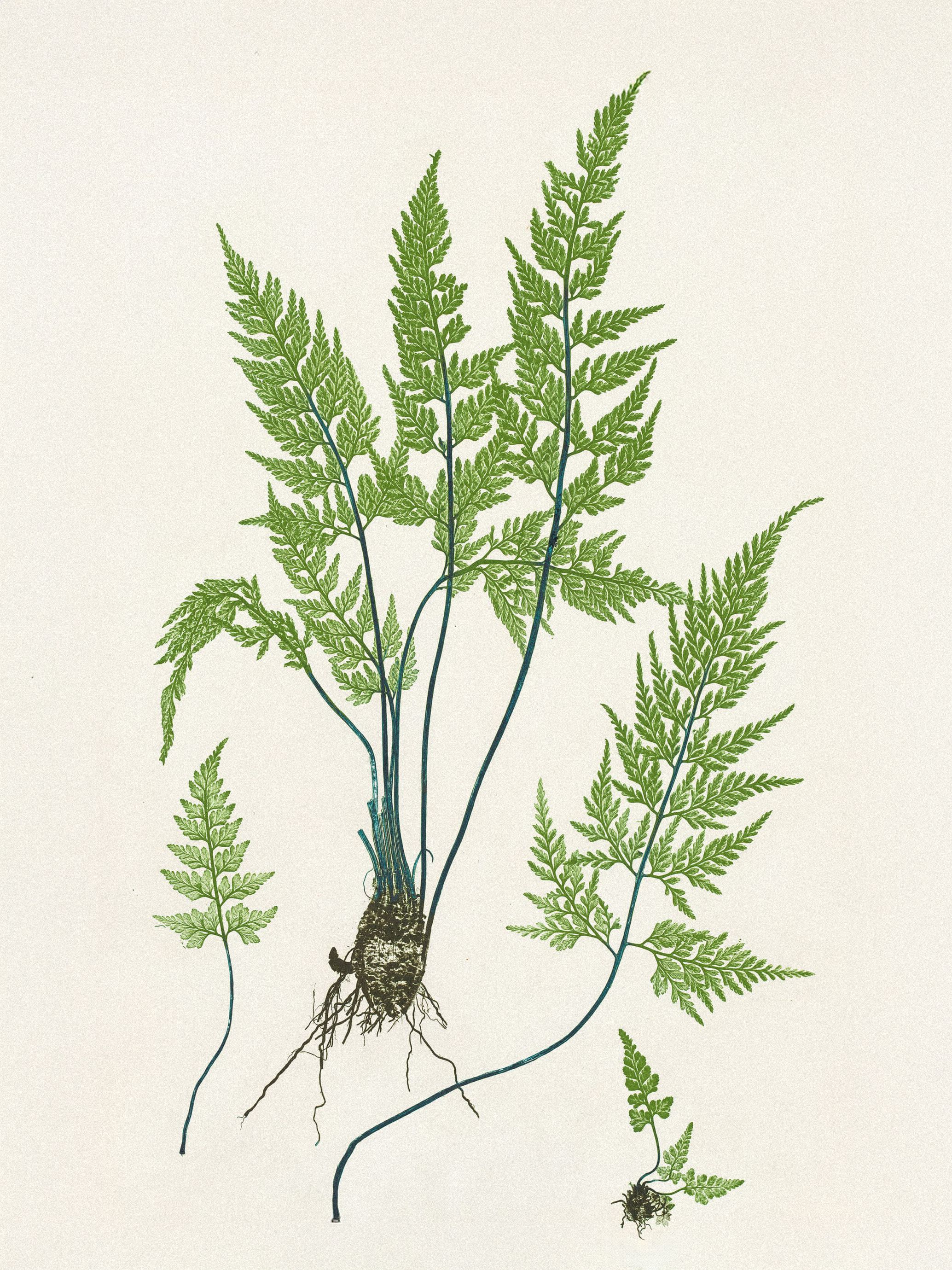 Henry Bradbury: Pioneer of Botanical Nature Printing