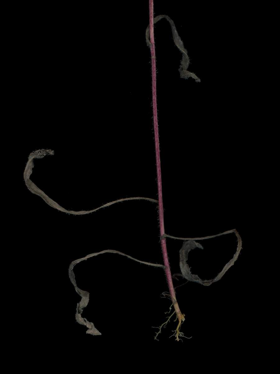 Detail, Thalkirchen, Germany, 10/2025