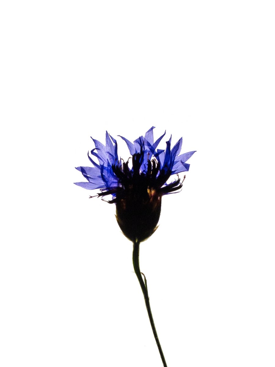 Detail, Offenbach, Germany, 06/2018