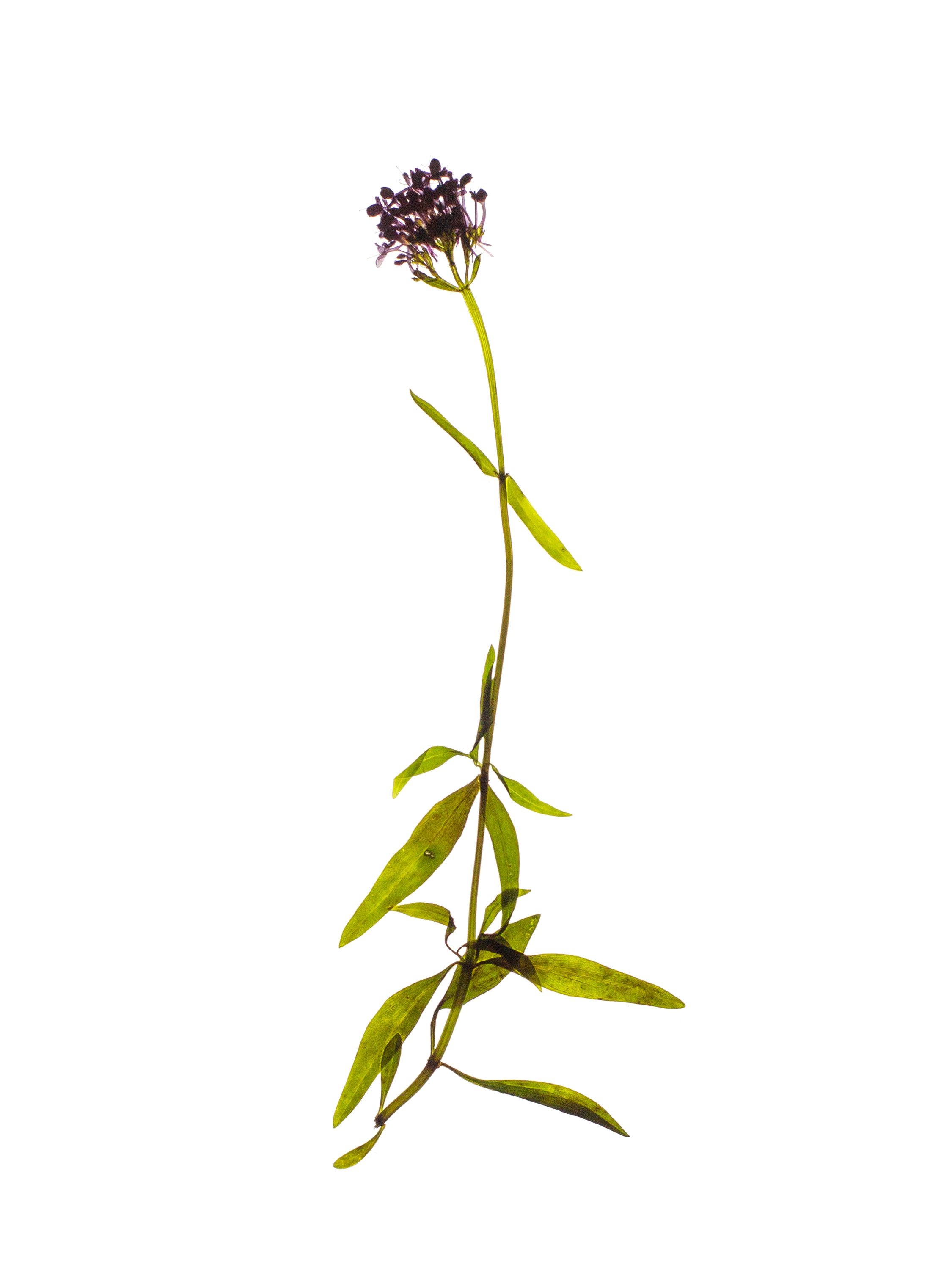 Piran, Slovenia, 09/2022