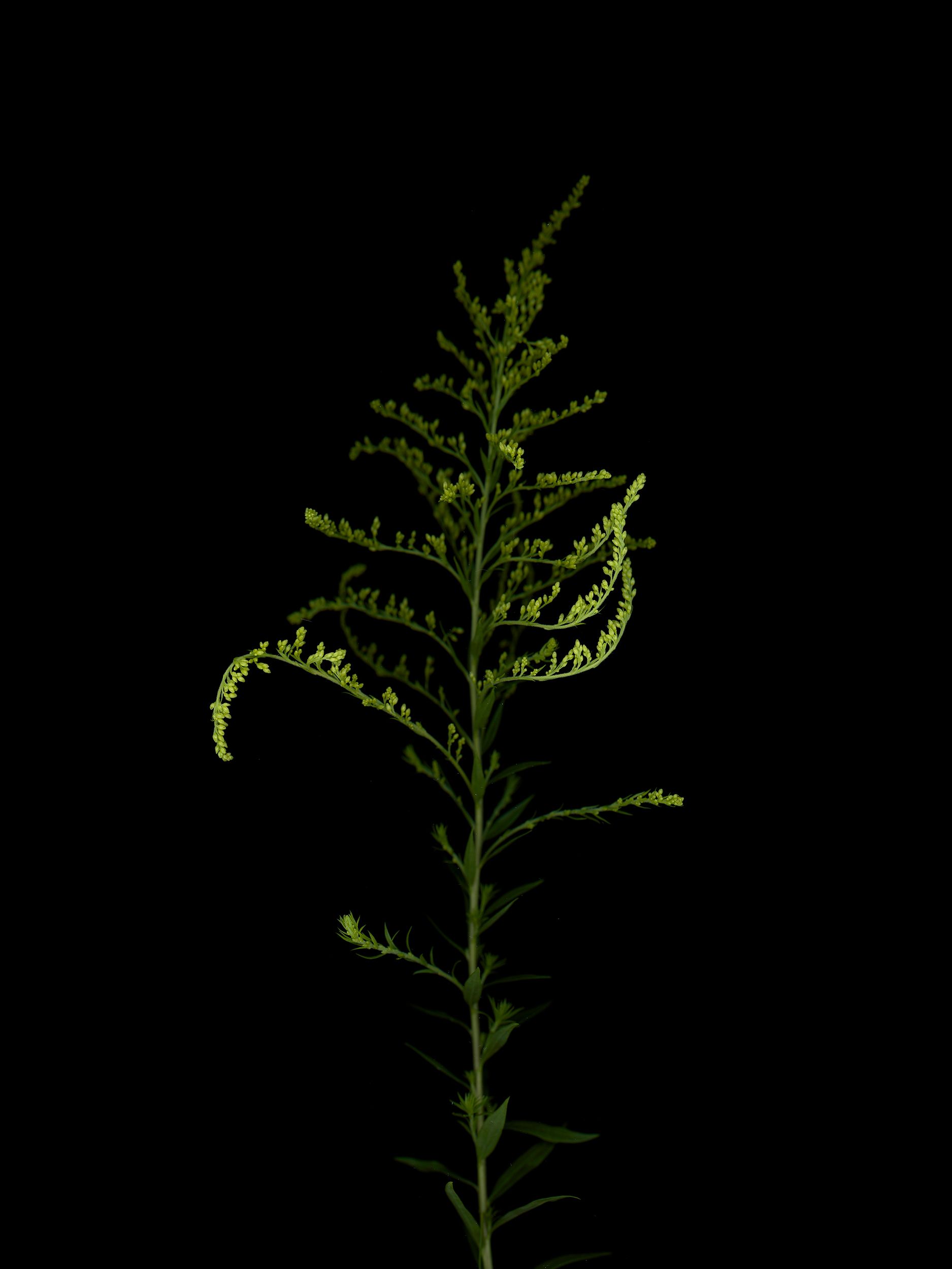 Specimen collected in Thalkirchen, Germany, 08/2025