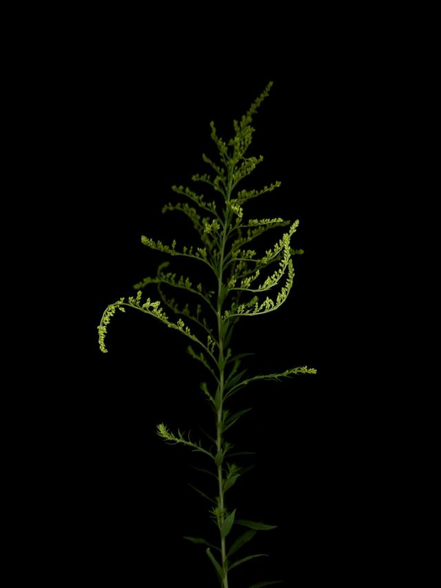 Specimen collected in Thalkirchen, Germany, 08/2025