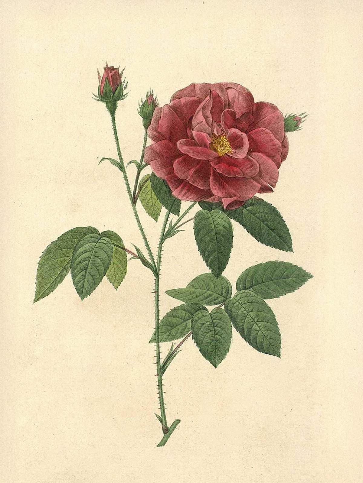 Pierre-Joseph Redouté: Botanical illustrations