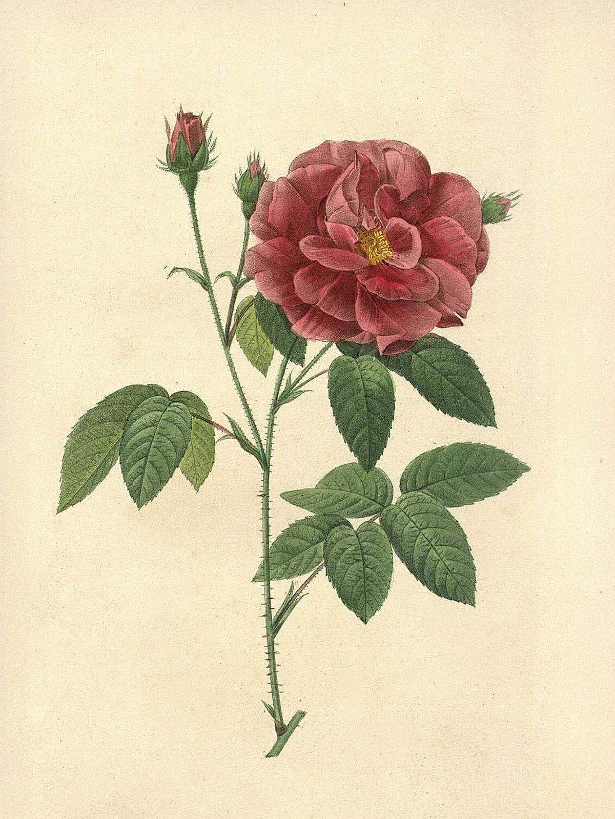 Pierre-Joseph Redouté: Botanical illustrations