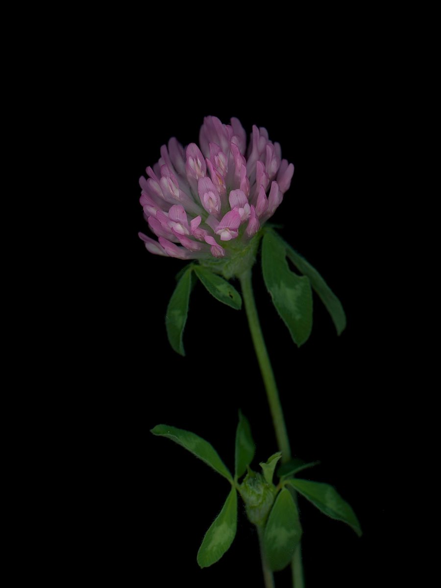 Detail, Thalkirchen, Germany, 09/2025