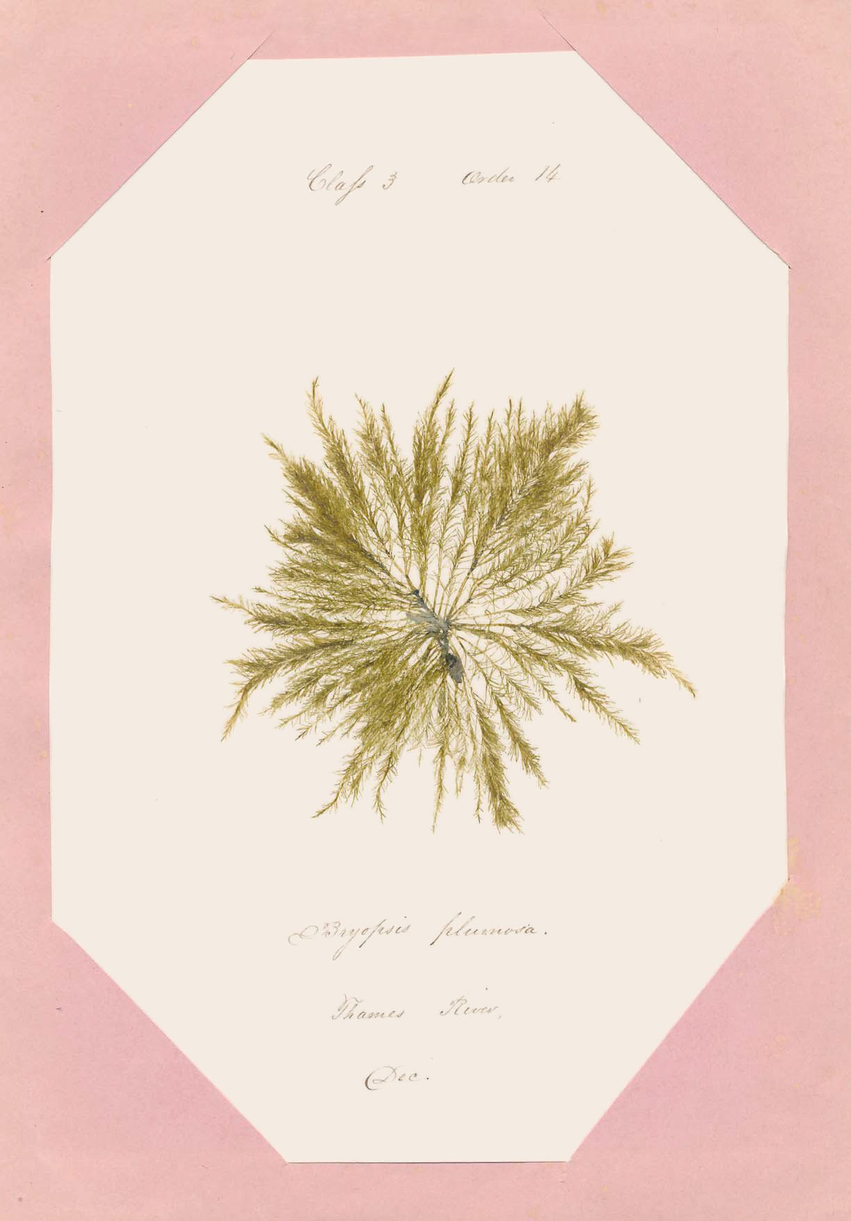 Eliza M. French: Seaweed Herbarium
