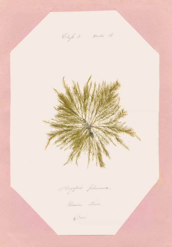 Eliza M. French: Seaweed Herbarium