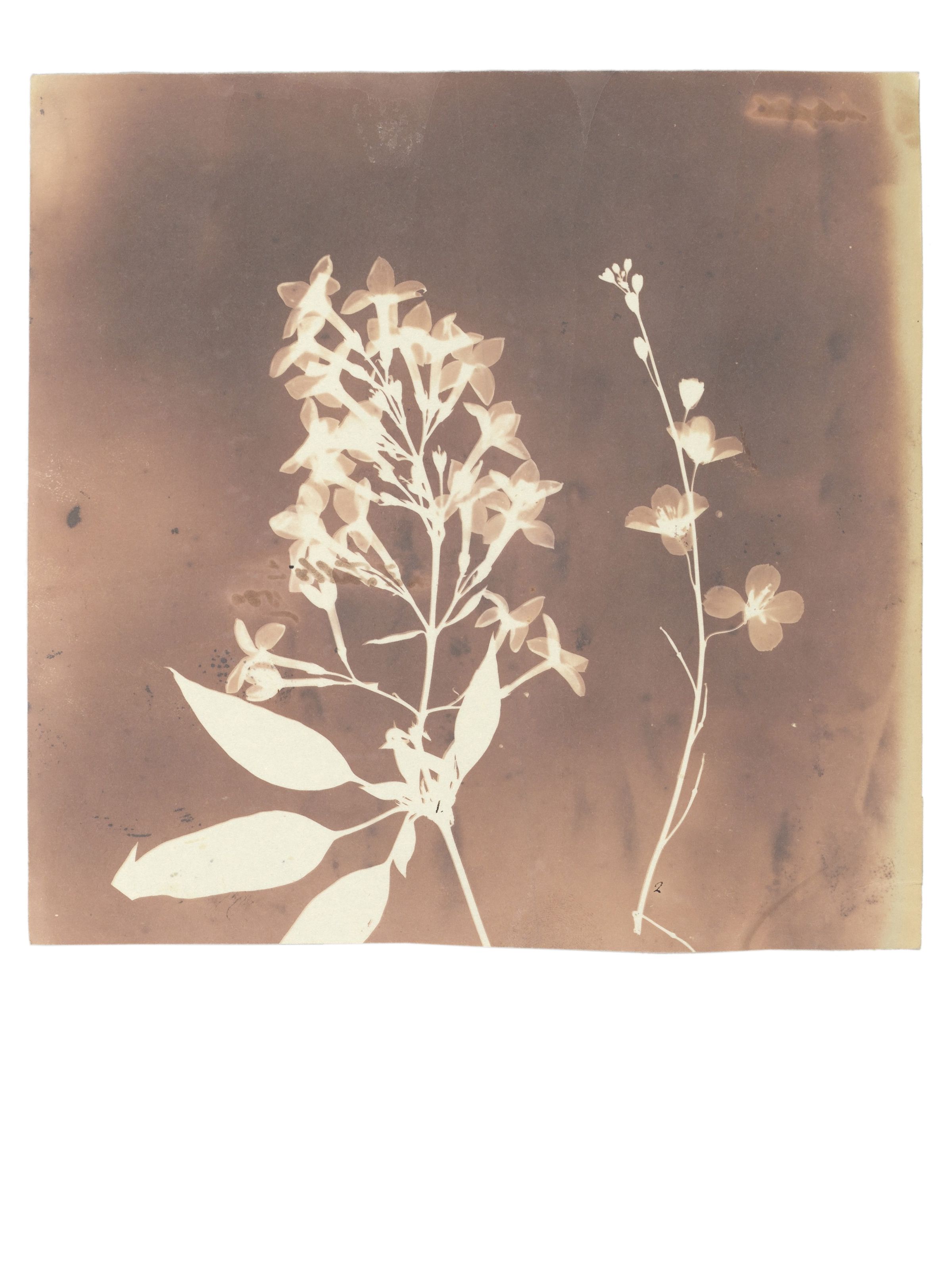 Fox Talbot: Plant Calotypes