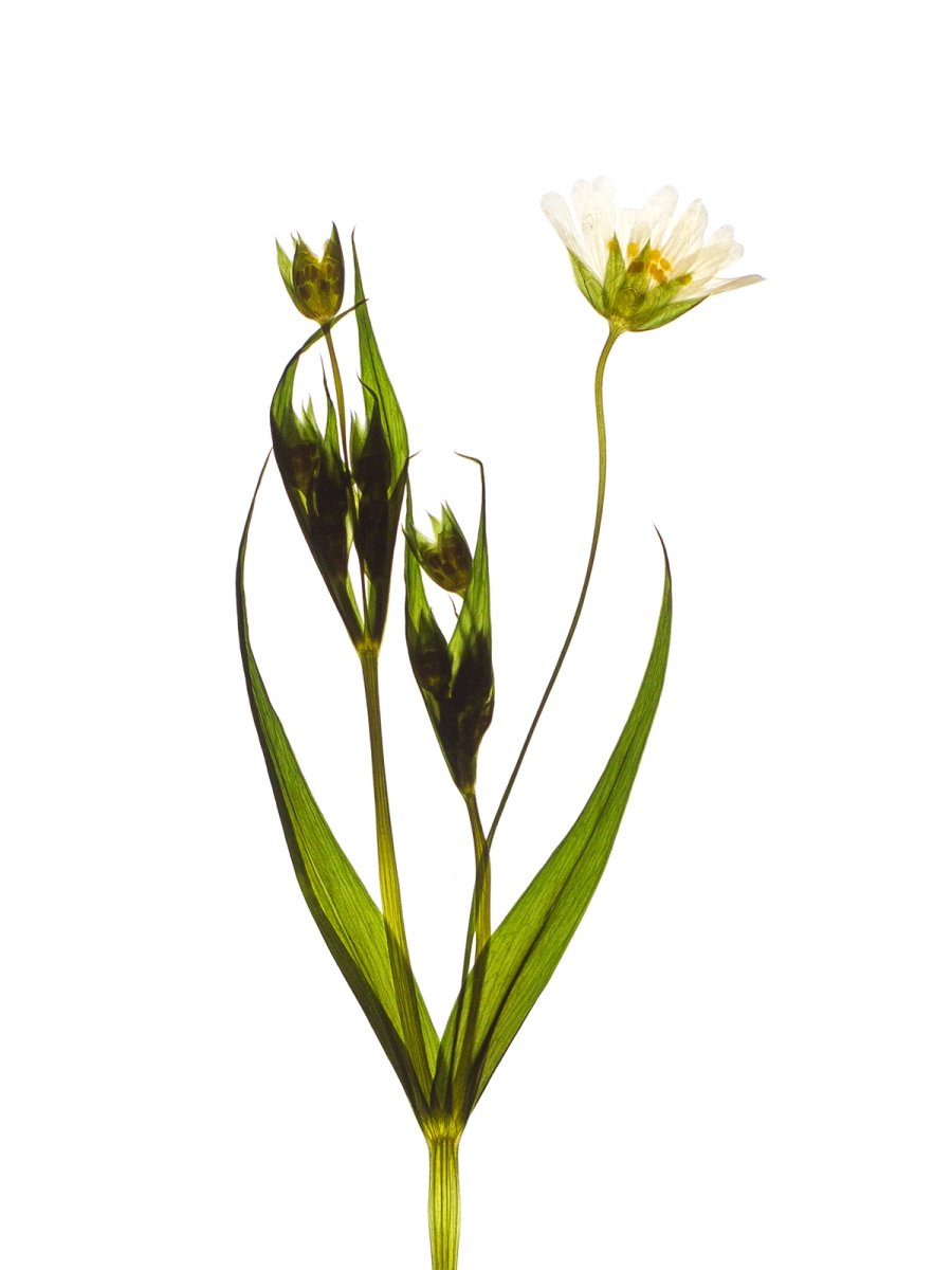 Detail, Pliezhausen, Germany, 05/2020