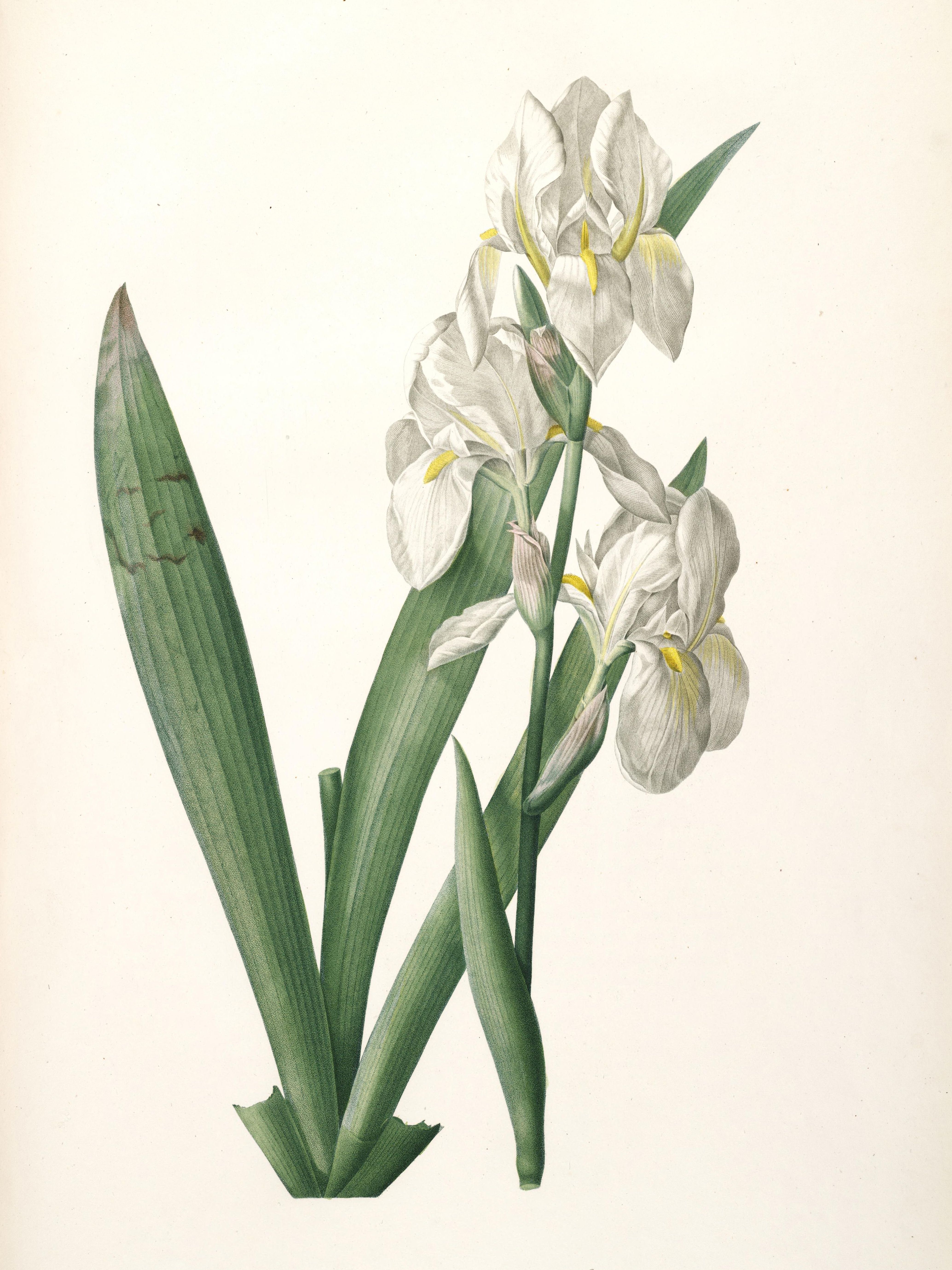 Pierre-Joseph Redouté: Botanical illustrations