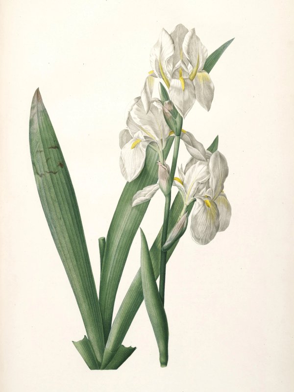 Pierre-Joseph Redouté: Botanical illustrations