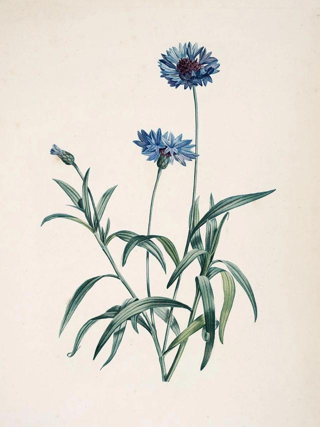 Pierre-Joseph Redouté, La Botanique de J. J. Rouessau Pl. 37