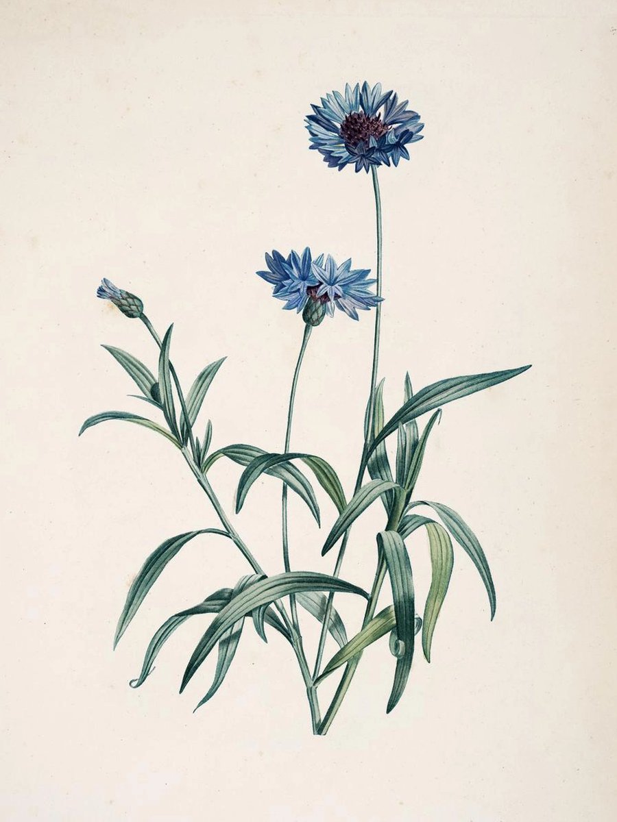 La Botanique de J. J. Rouessau Pl. 37