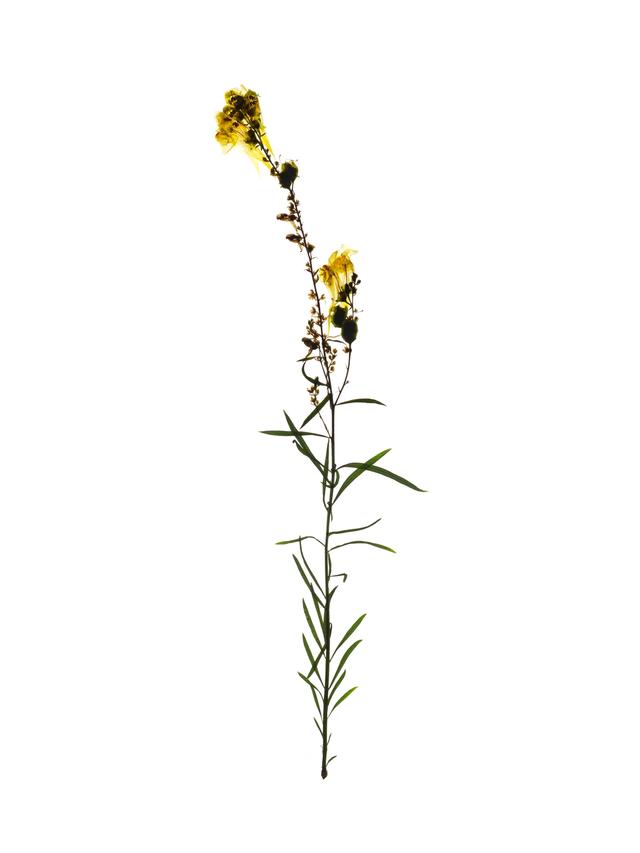 Specimen collected in Offenbach, Germany, 08/2018