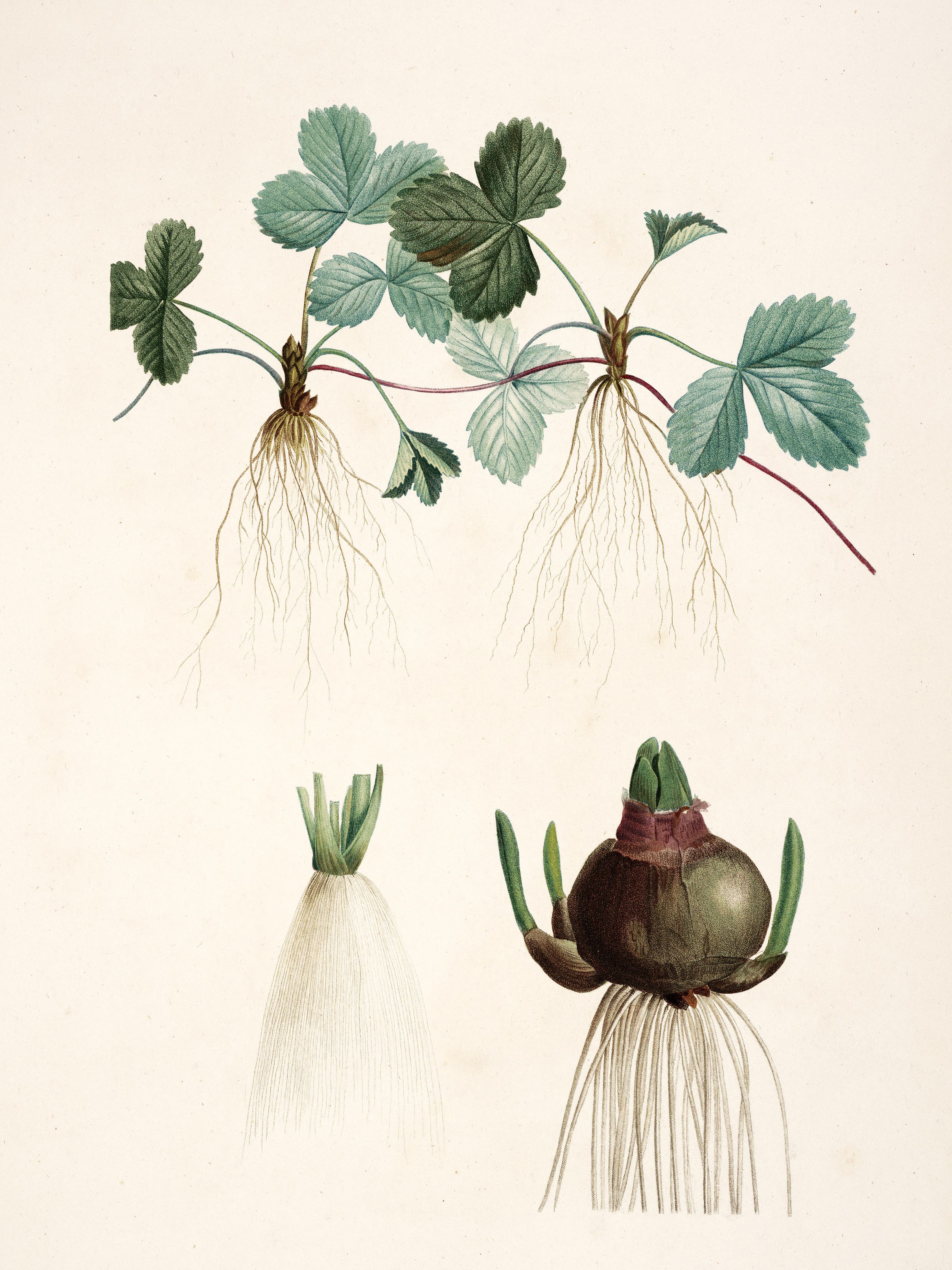 Pierre-Joseph Redouté: Botanical illustrations