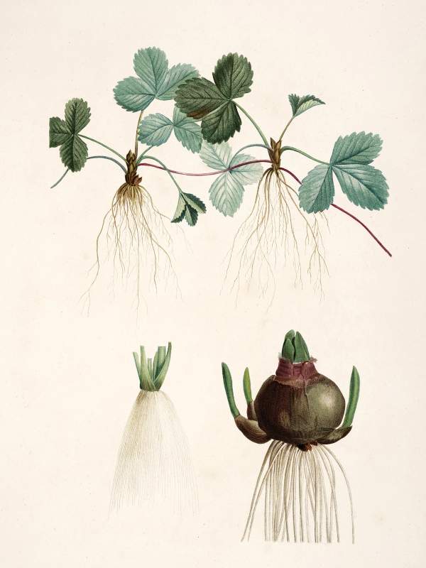 Pierre-Joseph Redouté: Botanical illustrations