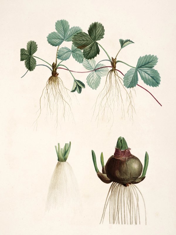 Pierre-Joseph Redouté: Botanical illustrations
