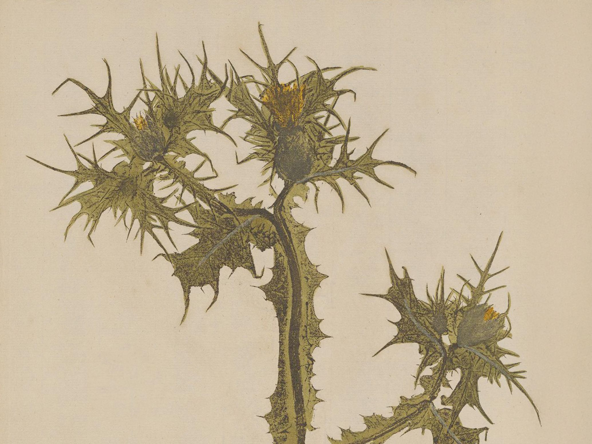 Scolymus maculatus, Hieronymus Kniphof, Botanica Originali, 1733