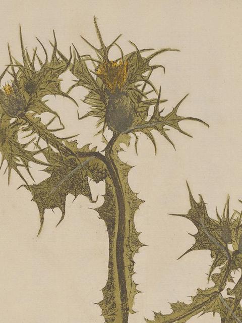 Scolymus maculatus, Hieronymus Kniphof, Botanica Originali, 1733