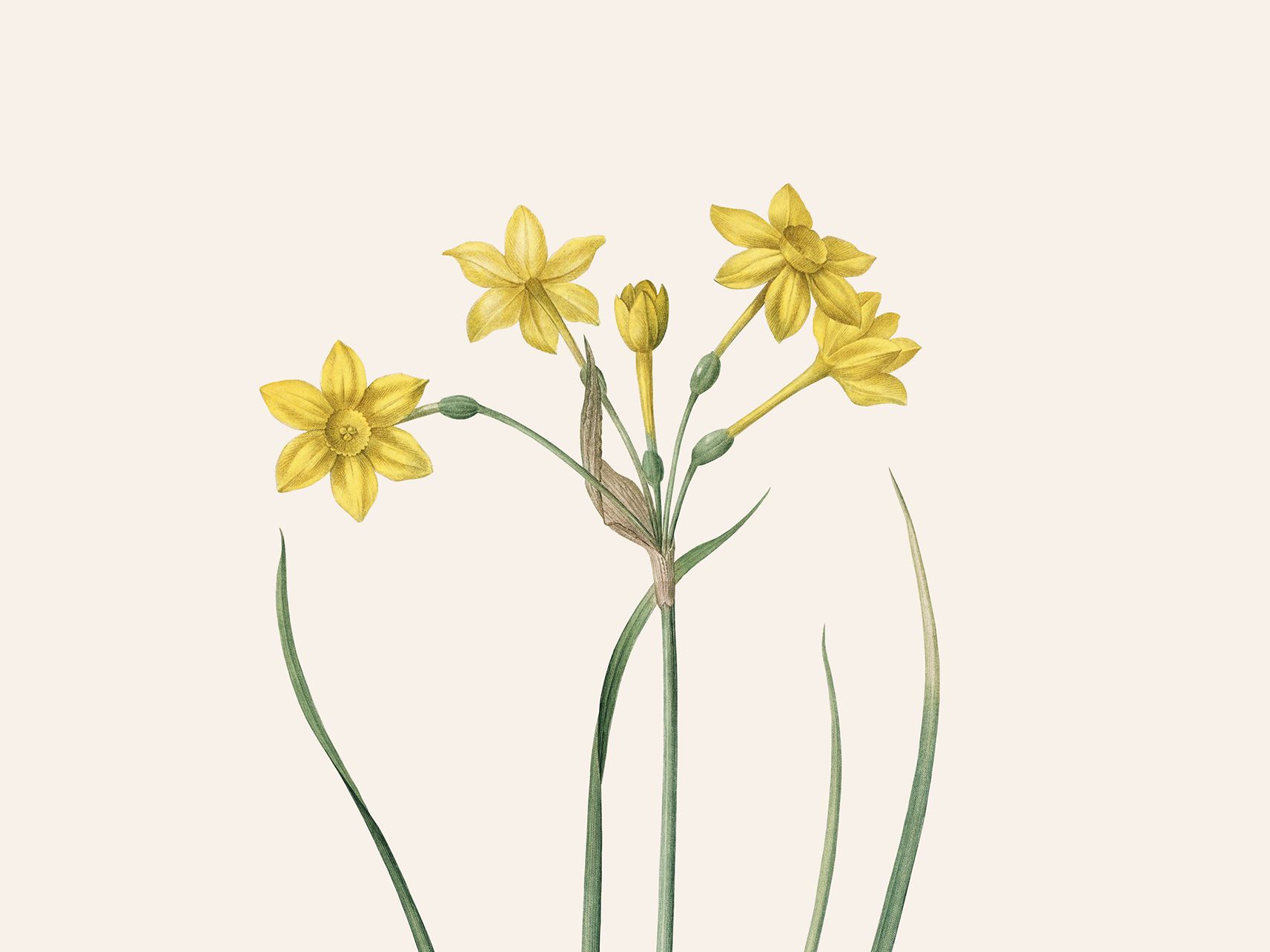 Narcissus jonquilla