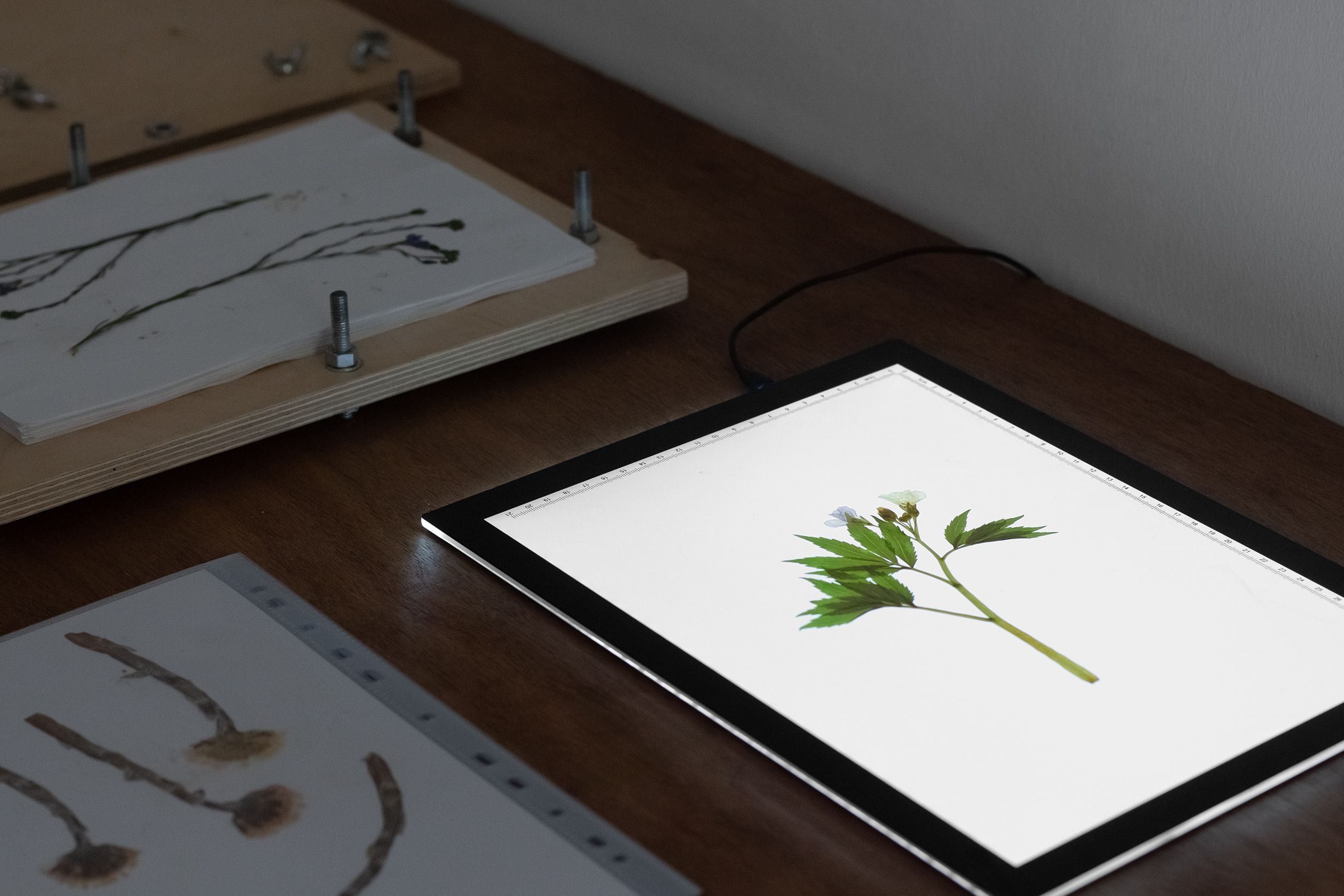 Backlit pressed specimen