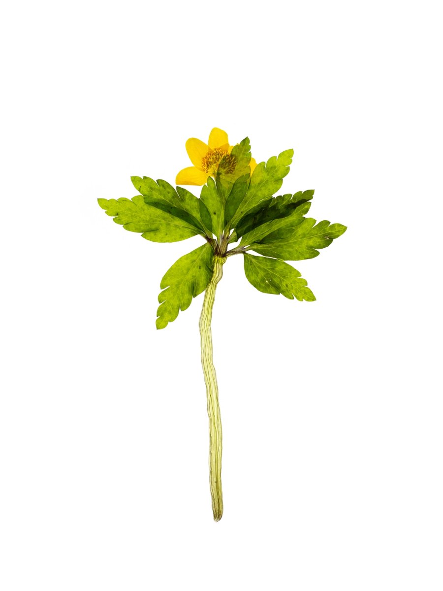 Pliezhausen, Germany, 03/2020