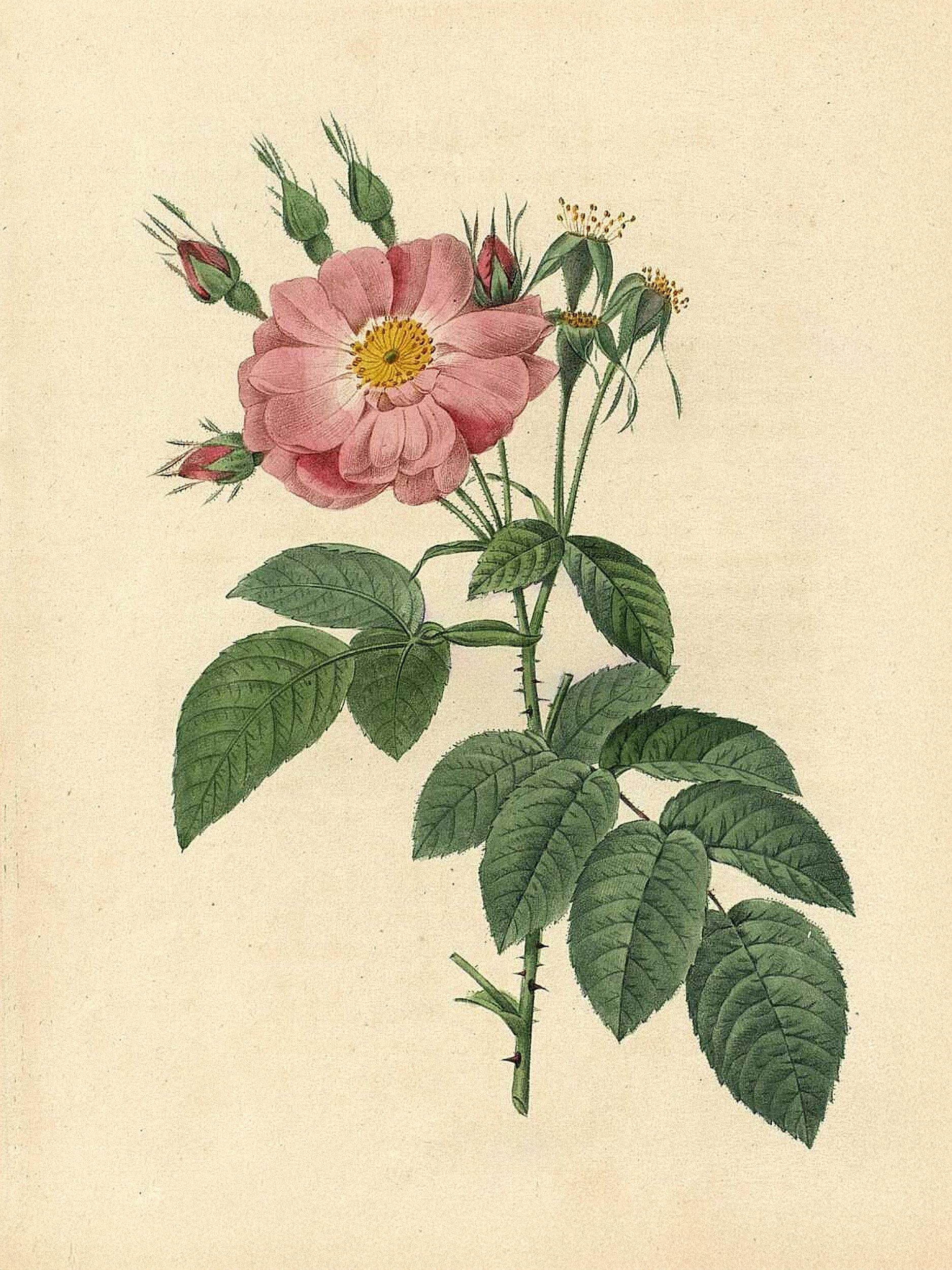 Pierre-Joseph Redouté: Botanical illustrations