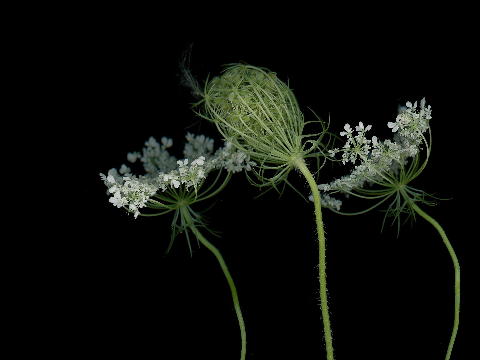 Ammi majus