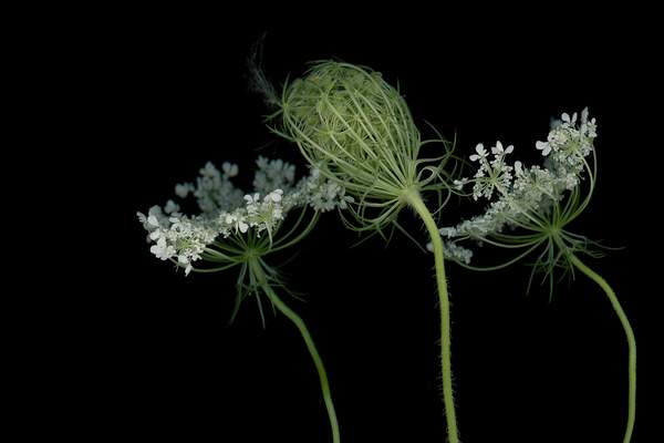 Ammi majus