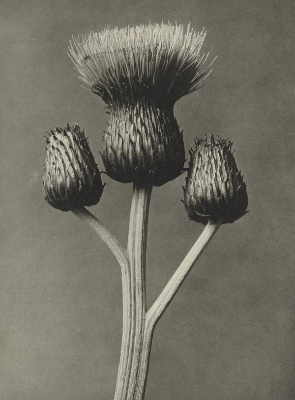 Karl Blossfeldt: Natural design archetypes