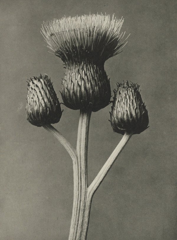 Karl Blossfeldt: Natural design archetypes