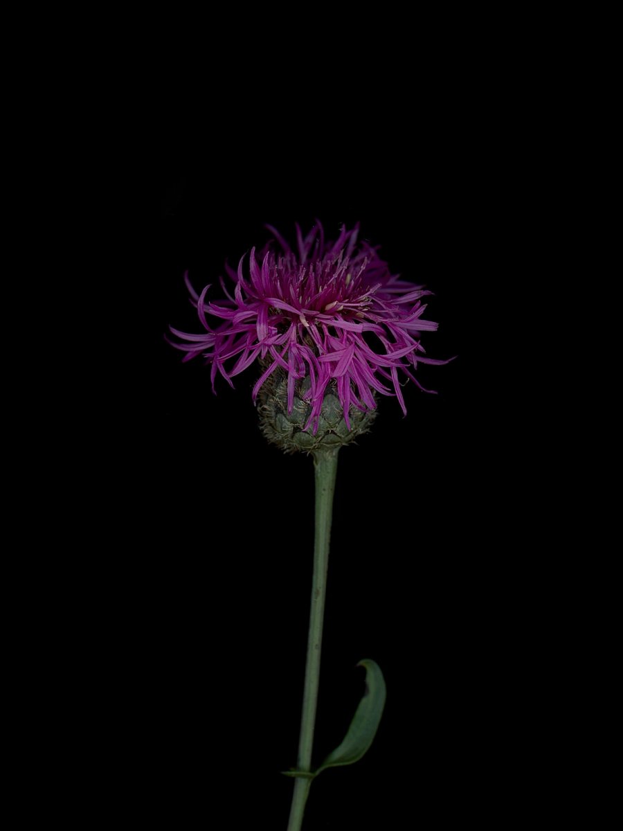 Thalkirchen, Germany, 09/2025