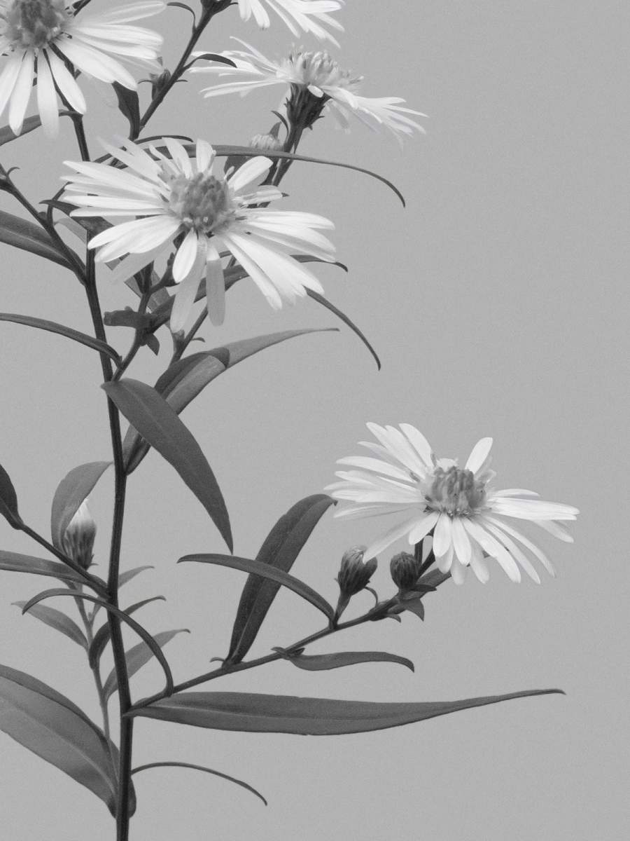 Thalkirchen, Germany, 09/2025