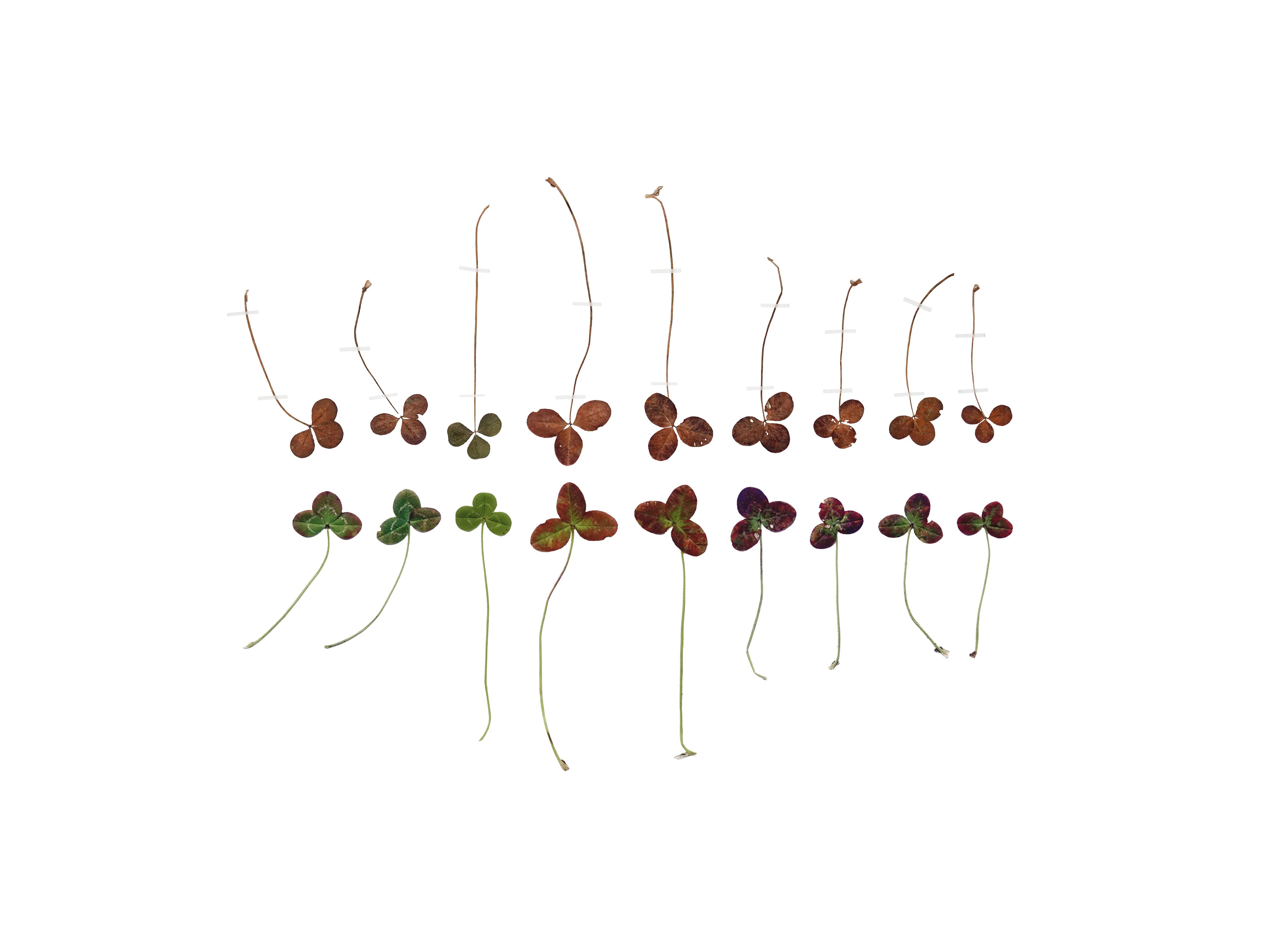 Anne Geene — Eternal Herbarium
