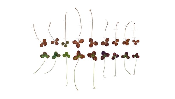 Untitled (Trifolium), Eternal Herbarium, Anne Geene, 2020