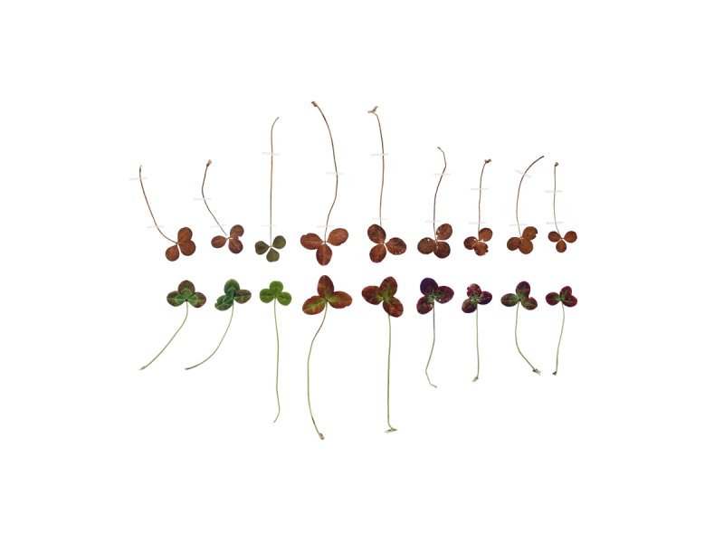 Anne Geene — Eternal Herbarium