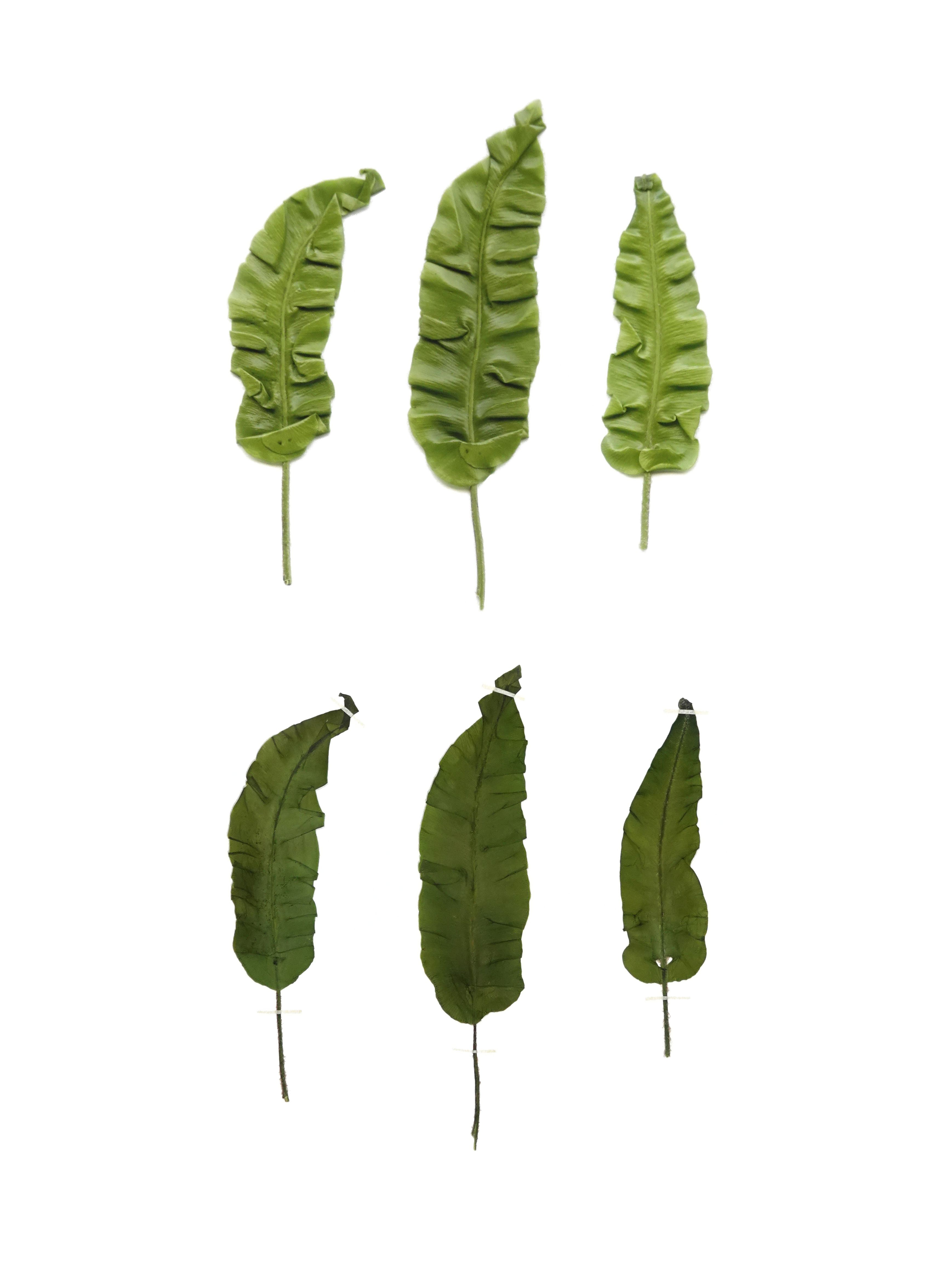 Anne Geene — Eternal Herbarium
