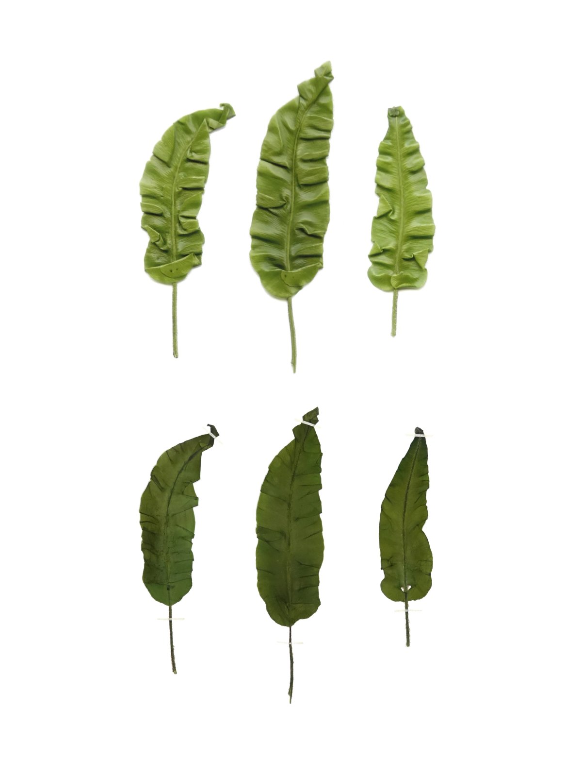 Anne Geene — Eternal Herbarium