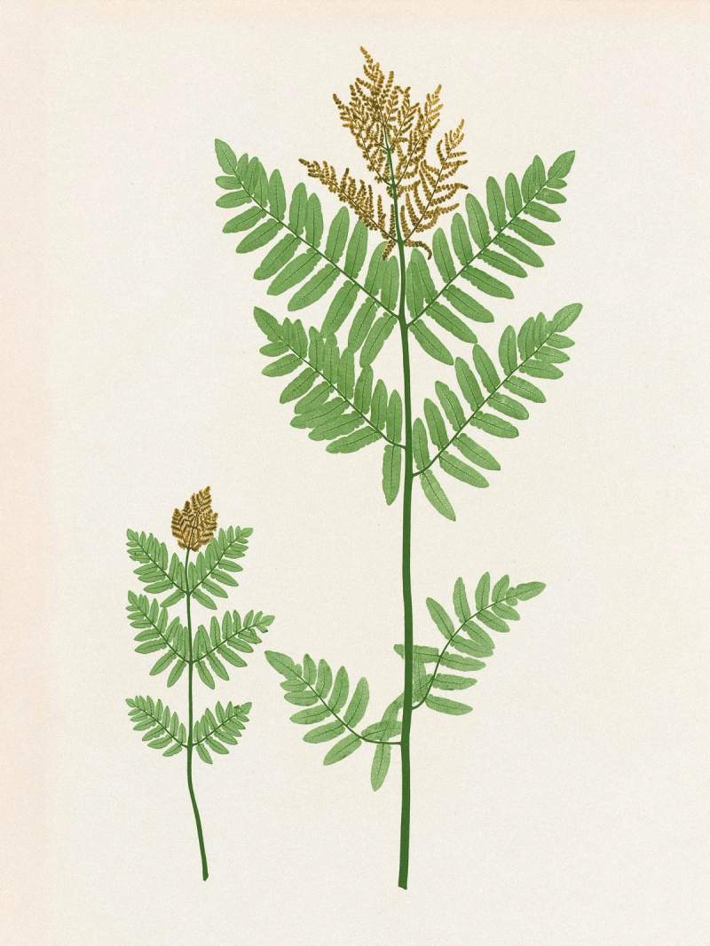 Henry Bradbury: Pioneer of Botanical Nature Printing