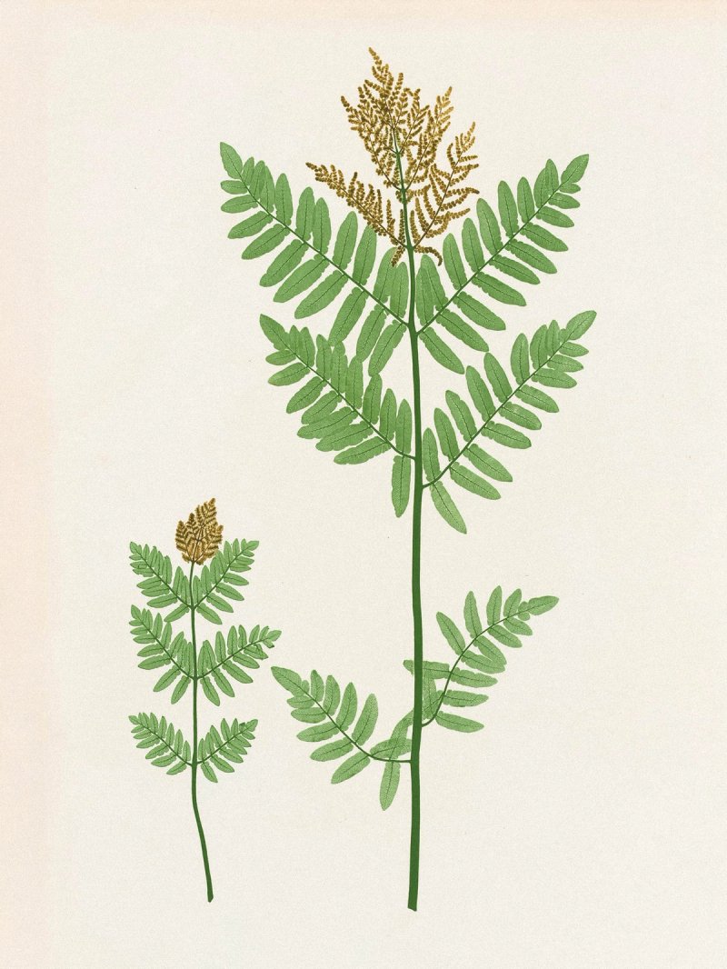 Henry Bradbury: Pioneer of Botanical Nature Printing